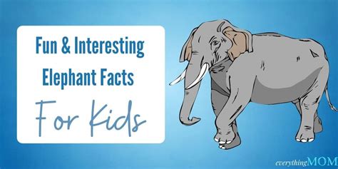 大象噴水|象生活 Facts about Elephants